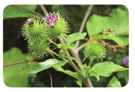 牛旁屬性|牛蒡（菊科牛蒡属植物）